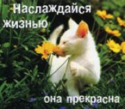 Света