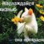Света