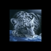 dmitriy